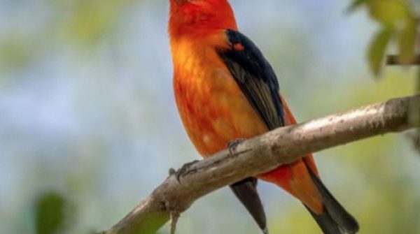 Bí mật số cuối ngày sinh Âm lịch: 4 con số được cho là hút tài lộc mạnh nhất adt1767434667 am lich 8 60591 0 66 607 1037 crop 7 anh cat 3 2 auto cropjpg