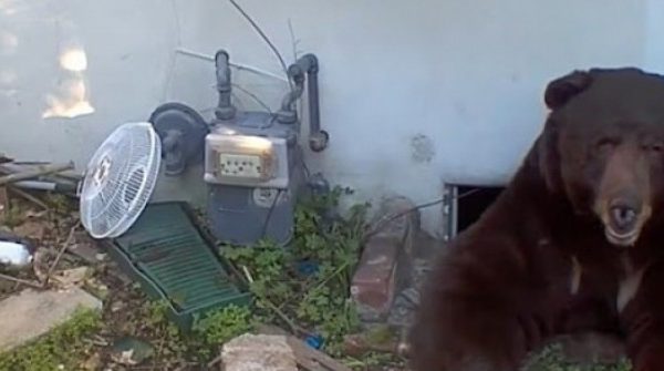 Khốn khổ vì sống chung với gấu 260 kg dưới gầm nhà adt1768637854 untitled 6 7801 78 2707 3155 8430 anh cat 3 2 auto cropjpg