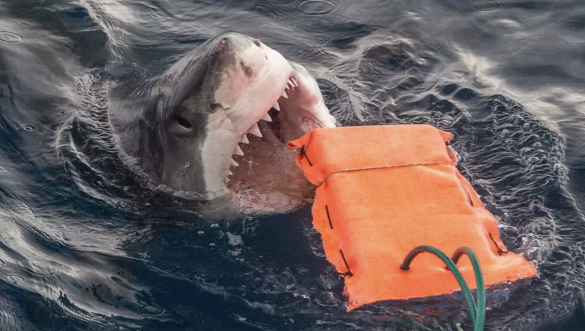 Cậu bé 13 tuổi bị cá mập tấn công tử vong tại một địa điểm du lịch nổi tiếng- Ảnh 1.