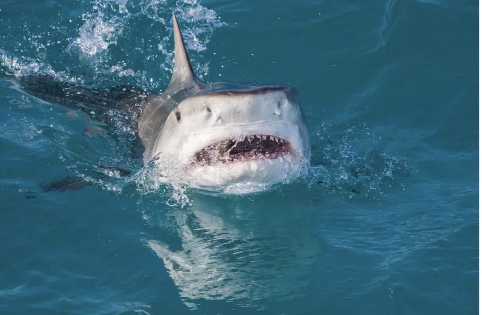 Cậu bé 13 tuổi bị cá mập tấn công tử vong tại một địa điểm du lịch nổi tiếng- Ảnh 2.