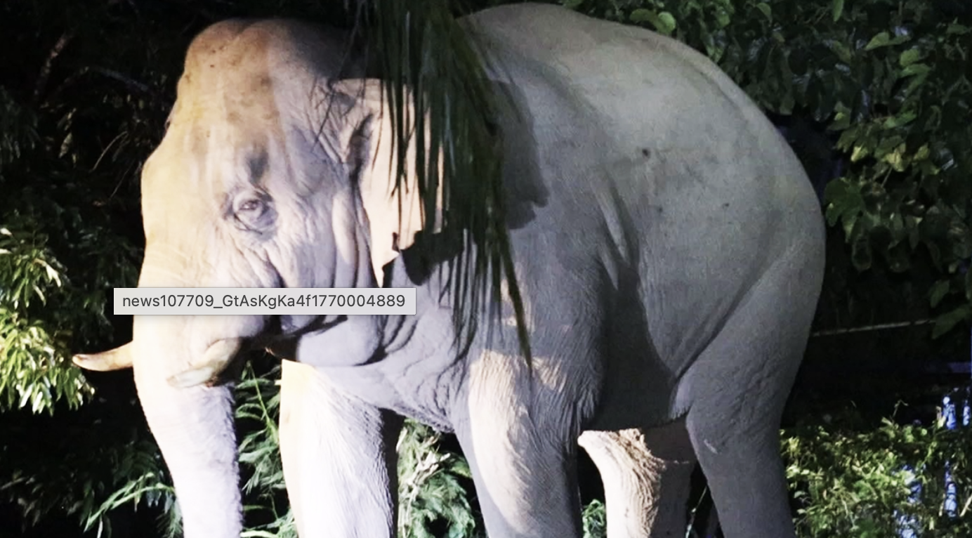 Du khách tử vong sau khi bị voi đực tấn công trong khu cắm trại ở Vườn quốc gia, nhiều người không dám rời khỏi lều vì sợ hãi- Ảnh 1.