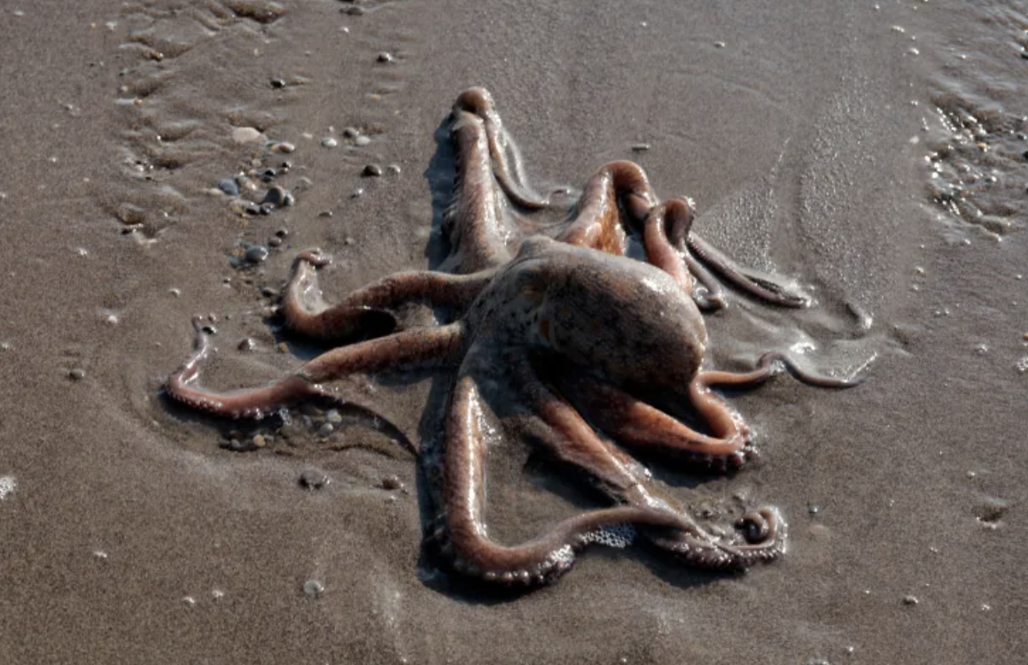 Bạch tuộc bỗng nhiên chết hàng loạt bên bờ biển: Lời cảnh báo đáng sợ cho con người- Ảnh 1.