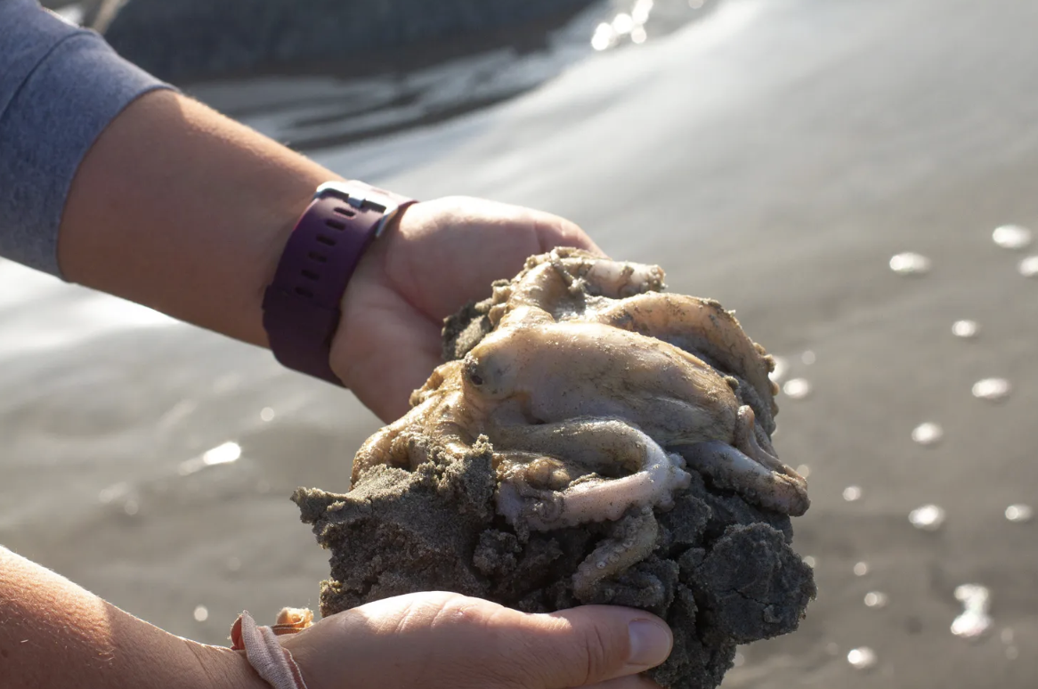 Bạch tuộc bỗng nhiên chết hàng loạt bên bờ biển: Lời cảnh báo đáng sợ cho con người- Ảnh 2.