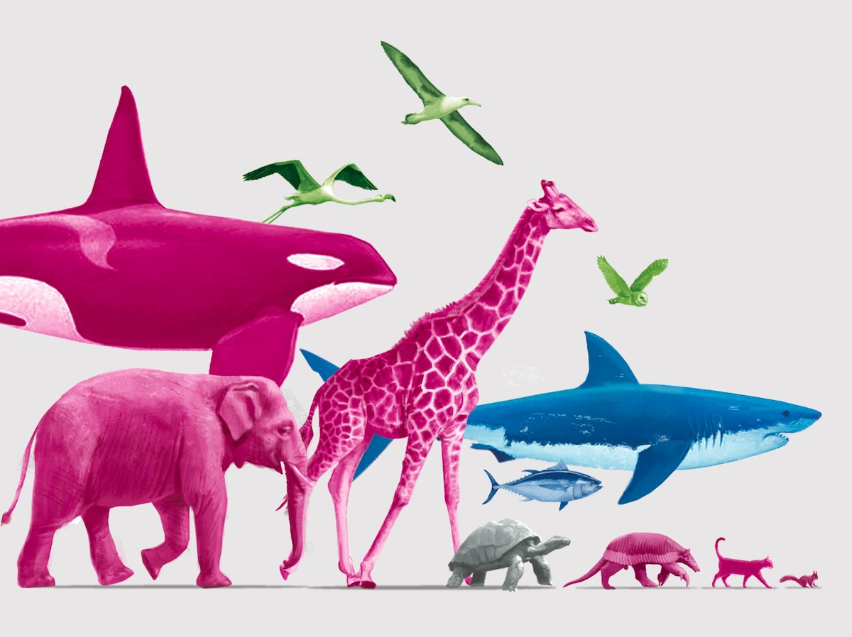 Các nhà khoa học phát hiện ra rằng động vật bị thiến có thể sống lâu hơn tới 20% và điều tương tự cũng có thể đúng với con người- Ảnh 3.