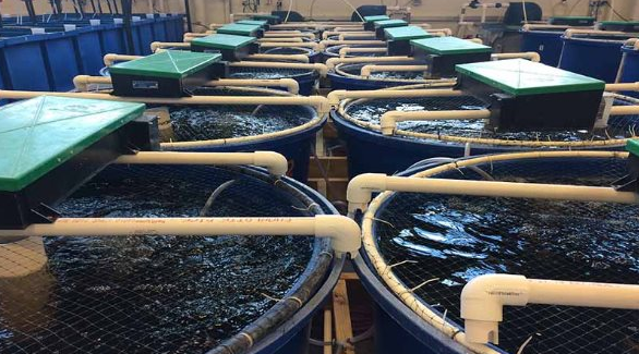 Không phải đất hiếm, Mỹ, Trung Quốc đang đua nhau săn lùng một