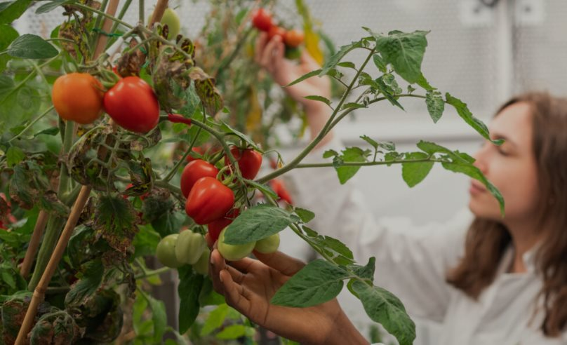 Phát minh của Anh gây rung chuyển ngành thực phẩm: Tạo ra giống cà chua mini năng suất gấp 5 lần truyền thống, có thể trồng 100 cây trên 1m2- Ảnh 1.