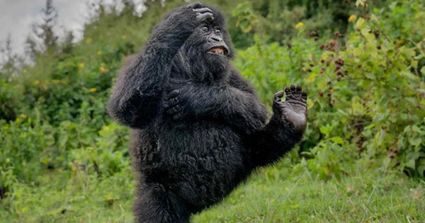 Bức ảnh khỉ đột nô đùa trong rừng gây chú ý avatar1765447784593 17654477850071514512698 0 43 315 547 crop 1765447801377341442896jpg