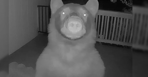 Nửa đêm thức giấc, người đàn ông bỗng phát hiện thứ "đáng sợ" ngoài cửa avatar1765448100116 176544810045844060294jpg