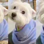 Cô gái bỏ việc, kiên trì đấu tranh 1.185 ngày đòi lại công bằng cho chó cưng bị đầu độc đến tử vong chỉ vì hàng xóm “không thích chó” avatar1765467428014 17654674290551923358375 85 0 760 1080 crop 17654674477201590243842jpg