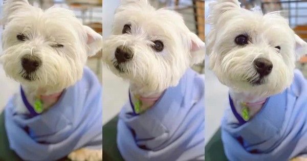 Cô gái bỏ việc, kiên trì đấu tranh 1.185 ngày đòi lại công bằng cho chó cưng bị đầu độc đến tử vong chỉ vì hàng xóm “không thích chó” avatar1765467428014 17654674290551923358375 85 0 760 1080 crop 17654674477201590243842jpg