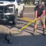 Cá sấu khổng lồ đi lạc khiến nhiều người hoảng hốt avatar1765513840322 17655138465341811575300jpg