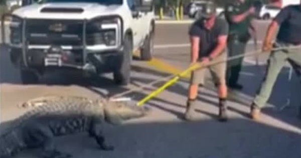 Cá sấu khổng lồ đi lạc khiến nhiều người hoảng hốt avatar1765513840322 17655138465341811575300jpg