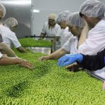 Đổ xô trồng 'hạt ngọc xanh', nông dân Nga bị 'hớ', thừa tận 700.000 tấn do Trung Quốc giảm mua, sắp phải chuyển sang trồng cây khác có lãi hơn avatar1765532614678 1765532615278755208390jpeg