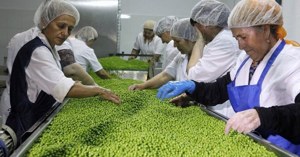 Đổ xô trồng 'hạt ngọc xanh', nông dân Nga bị 'hớ', thừa tận 700.000 tấn do Trung Quốc giảm mua, sắp phải chuyển sang trồng cây khác có lãi hơn avatar1765532614678 1765532615278755208390jpeg