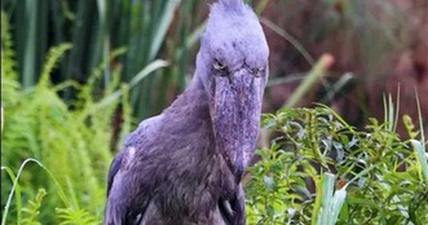 Kinh hoàng loài chim khổng lồ nuốt chửng rắn trong tích tắc avatar1765620543162 17656205438641331677418 0 60 315 564 crop 17656205790321438493973 19 72 226 403 crop 1765620592584643843103jpg