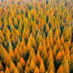 Vì sao Trung Quốc trồng 78 tỷ cây xanh nhưng lại khiến nhiều vùng khô hạn hơn? avatar1765701912002 17657019123971387976126jpg