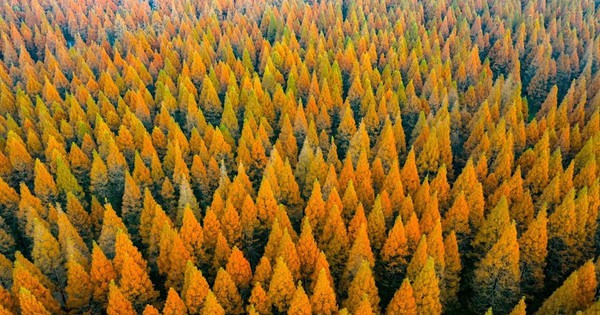 Vì sao Trung Quốc trồng 78 tỷ cây xanh nhưng lại khiến nhiều vùng khô hạn hơn? avatar1765701912002 17657019123971387976126jpg