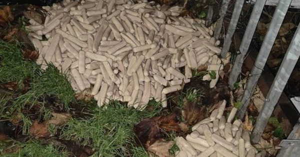 Dắt chó đi dạo, người đàn ông bắt gặp cảnh tượng bí ẩn avatar1765767223876 17657672244651590609479 0 72 315 576 crop 17657672425672063177942jpg