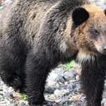 Du khách bị gấu kéo vào rừng, tấn công đến tử vong: Đồng hồ thông minh hé lộ những giây phút cuối đời đầy ám ảnh avatar1765774166029 17657741664272084452023jpg