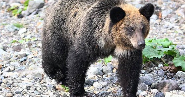 Du khách bị gấu kéo vào rừng, tấn công đến tử vong: Đồng hồ thông minh hé lộ những giây phút cuối đời đầy ám ảnh avatar1765774166029 17657741664272084452023jpg