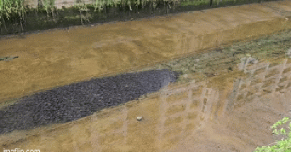 Đi qua một rãnh nước, người dân ghi lại được cảnh tượng "nổi da gà": Netizen băn khoăn thứ gì đây? avatar1765775750476 17657757508121860990612gifpng