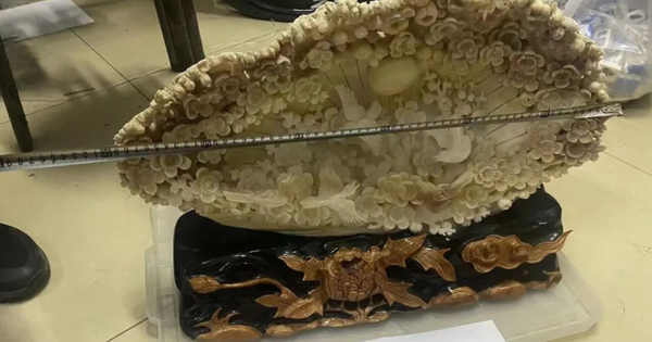 Chi hơn 969 triệu đồng mua 3 vỏ trai khổng lồ về nhà trưng, 3 năm sau người đàn ông bị cảnh sát bắt giữ avatar1765783893771 17657838940201063279151png