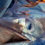 Ngư dân vật lộn nghẹt thở với "thủy quái" nặng 500kg, dài 4,6 mét: Thấy cảnh này cả bãi biển nín lặng avatar1765783982057 17657839824551110811836jpg