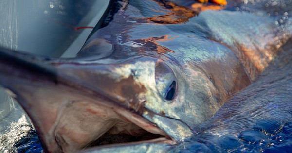 Ngư dân vật lộn nghẹt thở với "thủy quái" nặng 500kg, dài 4,6 mét: Thấy cảnh này cả bãi biển nín lặng avatar1765783982057 17657839824551110811836jpg