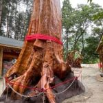 Vì sao cây gỗ Kim Tơ Nam Mộc có thể được bán với giá hơn 934 tỷ đồng/cây nhưng không ai dám trồng? avatar1765861938370 17658619389001271612398 45 0 475 688 crop 17658619548621746253257jpg