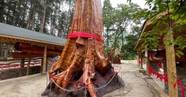 Vì sao cây gỗ Kim Tơ Nam Mộc có thể được bán với giá hơn 934 tỷ đồng/cây nhưng không ai dám trồng? avatar1765861938370 17658619389001271612398 45 0 475 688 crop 17658619548621746253257jpg