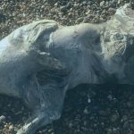 Phát hiện xác sinh vật lạ trên bãi biển, da óng ánh như ngọc trai gây sốc avatar1765862508112 1765862508484357502013jpg