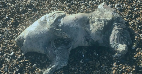 Phát hiện xác sinh vật lạ trên bãi biển, da óng ánh như ngọc trai gây sốc avatar1765862508112 1765862508484357502013jpg