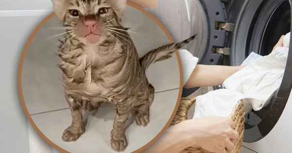 Mắc kẹt hơn 10 phút trong máy giặt đang quay, chú mèo sống sót kỳ diệu, chỉ bị chiếc mũi đỏ avatar1765869824389 1765869824692927222339png