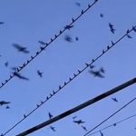 Đang đi dạo, người đàn ông bắt gặp cảnh tượng nổi da gà avatar1765878176241 17658781770031583114628jpg