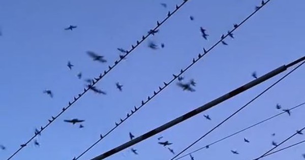 Đang đi dạo, người đàn ông bắt gặp cảnh tượng nổi da gà avatar1765878176241 17658781770031583114628jpg