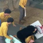 Kinh hoàng khoảnh khắc gấu đen tấn công huấn luyện viên trong sở thú avatar1765933513761 1765933514298653795200jpg