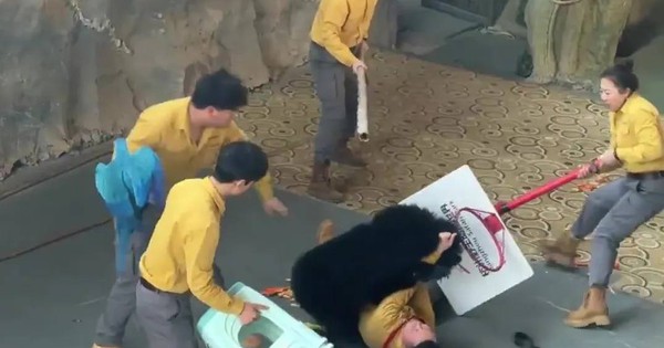 Kinh hoàng khoảnh khắc gấu đen tấn công huấn luyện viên trong sở thú avatar1765933513761 1765933514298653795200jpg