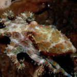 Đi nghỉ dưỡng, du khách vô tình cầm trên tay “thần chết đại dương” có nọc độc gấp 1.000 lần Xyanua avatar1765948358605 17659483590051158212881jpg