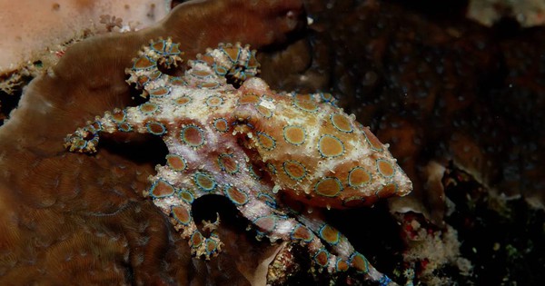 Đi nghỉ dưỡng, du khách vô tình cầm trên tay “thần chết đại dương” có nọc độc gấp 1.000 lần Xyanua avatar1765948358605 17659483590051158212881jpg