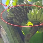 Cây chuối trong làng bỗng xuất hiện hiện tượng lạ, người dân xôn xao "chưa từng thấy bao giờ" avatar1765955726961 1765955727318138533450jpg