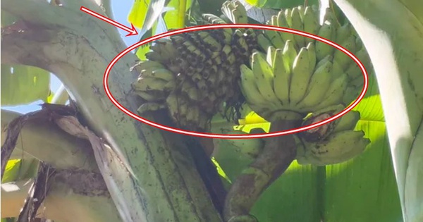 Cây chuối trong làng bỗng xuất hiện hiện tượng lạ, người dân xôn xao "chưa từng thấy bao giờ" avatar1765955726961 1765955727318138533450jpg