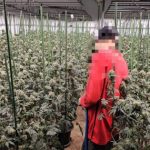 "Mùi quá nồng nặc": Trang trại 1.600 cây cần sa bí mật giữa Bangkok bị triệt phá, 3 người Việt "sa lưới" avatar1766040231814 17660402322171608149476jpg