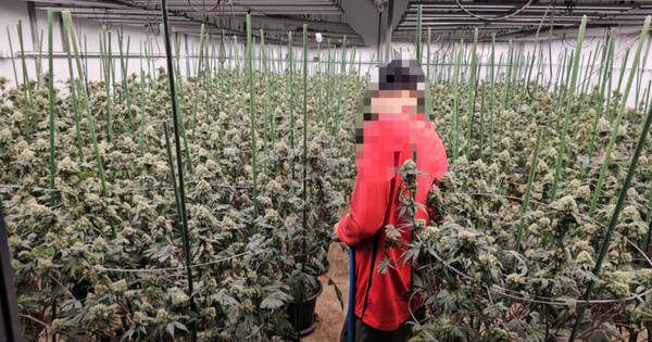 "Mùi quá nồng nặc": Trang trại 1.600 cây cần sa bí mật giữa Bangkok bị triệt phá, 3 người Việt "sa lưới" avatar1766040231814 17660402322171608149476jpg
