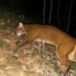 Đặt 120 bẫy ảnh, sau hơn 2 tháng chuyên gia bất ngờ phát hiện loài vật hiếm từng vắng bóng nhiều năm avatar1766042284225 17660422845381314322928jpg