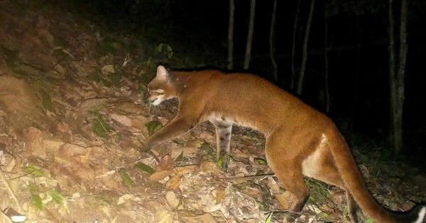 Đặt 120 bẫy ảnh, sau hơn 2 tháng chuyên gia bất ngờ phát hiện loài vật hiếm từng vắng bóng nhiều năm avatar1766042284225 17660422845381314322928jpg