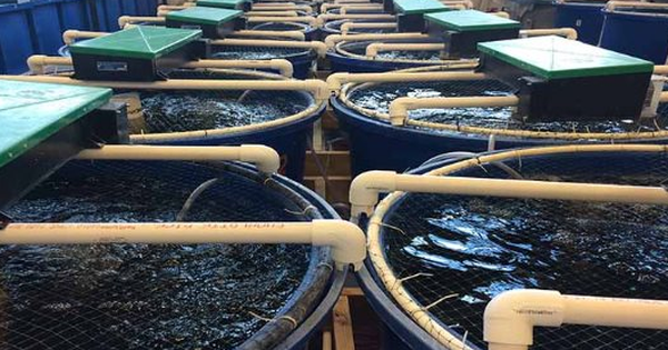 Không phải đất hiếm, Mỹ, Trung Quốc đang đua nhau săn lùng một "mỏ vàng" của Việt Nam: Nước ta sở hữu công nghệ dẫn đầu thế giới, thu về hơn 4,3 tỷ USD avatar1766112749530 1766112749830972113430png