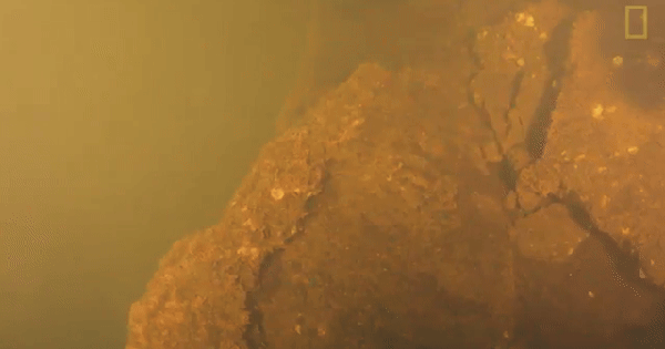 Kinh ngạc phát hiện “Vương quốc cá mập” bên trong miệng núi lửa đang sôi sục dưới đáy biển avatar1766113815892 17661138164421157367687gifpng