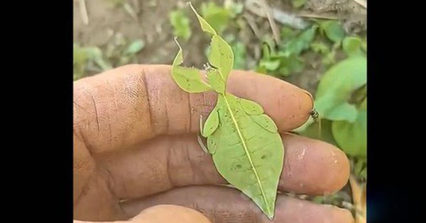 Người đàn ông sốc nặng khi phát hiện ra chiếc lá "biết đi" avatar1766124381751 17661243822161721747098 0 30 315 534 crop 17661244236831798167783jpg