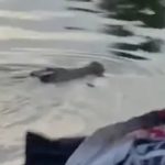 Tắm sông cùng bạn, bé trai 10 tuổi bị "thứ đáng sợ" kéo xuống nước sâu tử vong avatar1766135123175 1766135123670810034327jpg