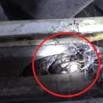 Nhìn lên trần nhà, người đàn ông phát hiện cảnh tượng "nổi da gà" avatar1766139469451 1766139469897927543423 0 67 315 571 crop 1766139524018452264111png